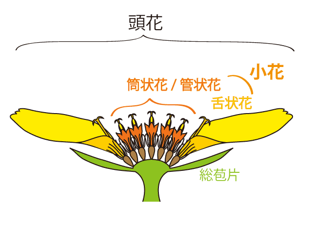 キク科の頭花